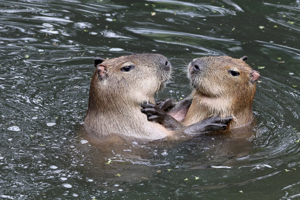 Otters swimming together