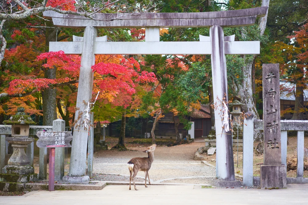Deer standing in the middle of colorful trees