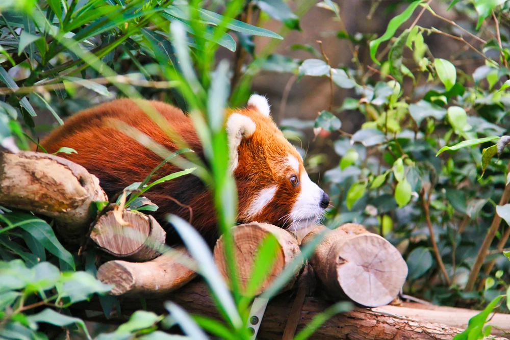 A raccoon sitting by plants